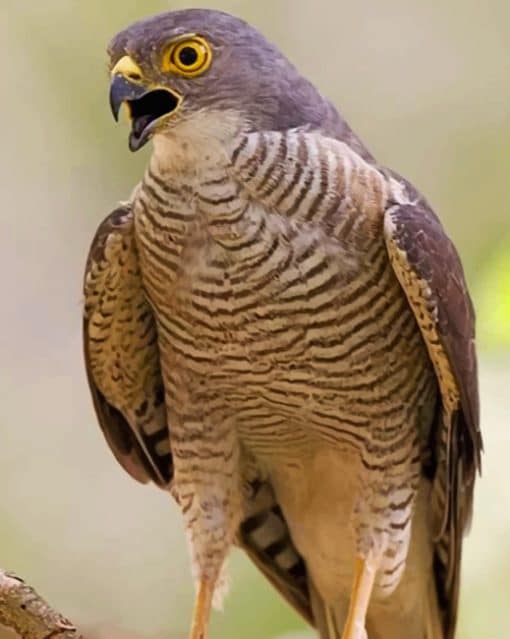 Meyer's Goshawk paint by numbers