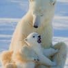 Mom And Baby Polar Bear paint by numbers