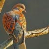 Mourning Dove paint by numbers