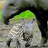 Mum And Baby Tapir paint by numbers