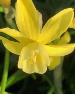 Daffodil paint by numbers