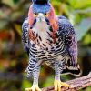 Ornate Hawk Eagle Bird paint by numbers