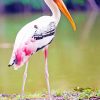 Painted Stork paint by numbers