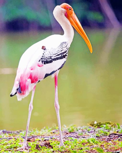Painted Stork paint by numbers