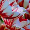 Parrot Tulips paint by numbers