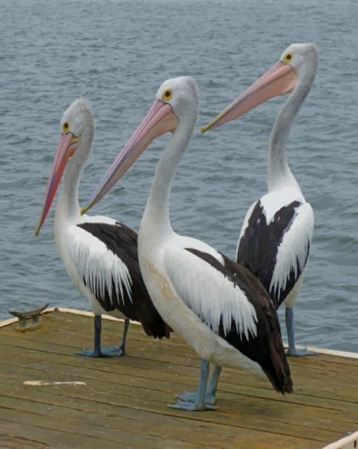 Pelican Birds paint by numbers