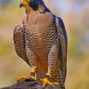 Peregrine Falcon paint by numbers