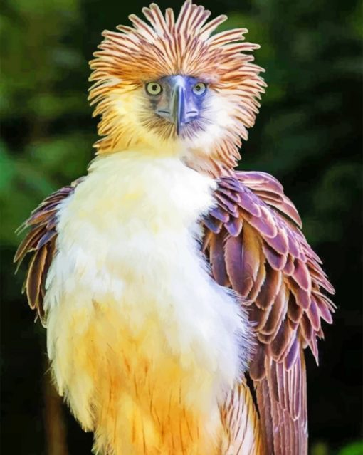 Philippine eagle bird paint by numbers