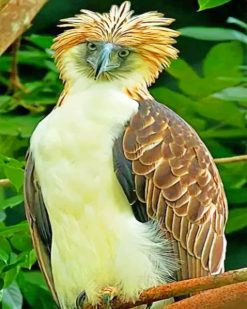 Philippine Eagle paint by numbers
