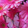 Pink Butterfly On Daisy Flowers paint by numbers