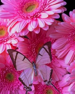 Pink Butterfly On Daisy Flowers paint by numbers