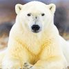 Polar Bear paint by numbers