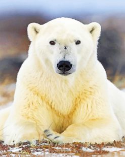 Polar Bear paint by numbers