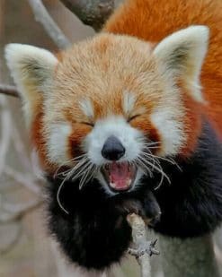 Red Panda Smile paint by numbers