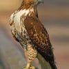 Red Tailed Hawk Bird paint by numbers