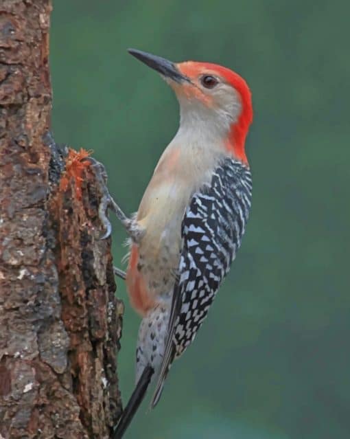 Red Bellied Woodpecker paint by numbers