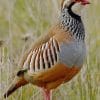 Red Legged Partridge paint by numbers