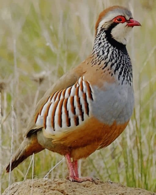 Red Legged Partridge paint by numbers