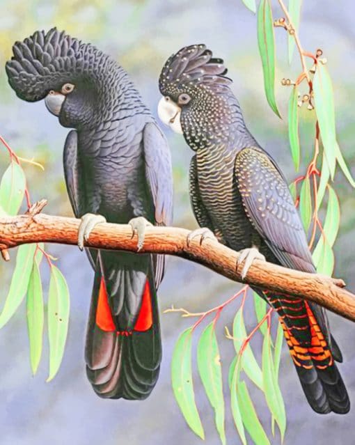 Red Tailed Black Cockatoo paint by numbers