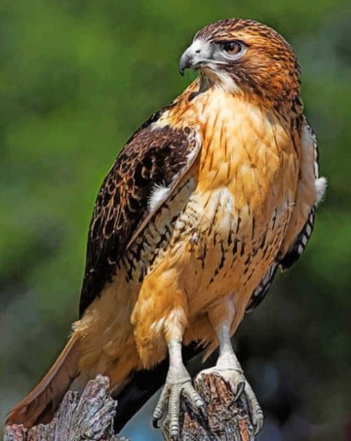 Red Tailed Hawk paint by numbers