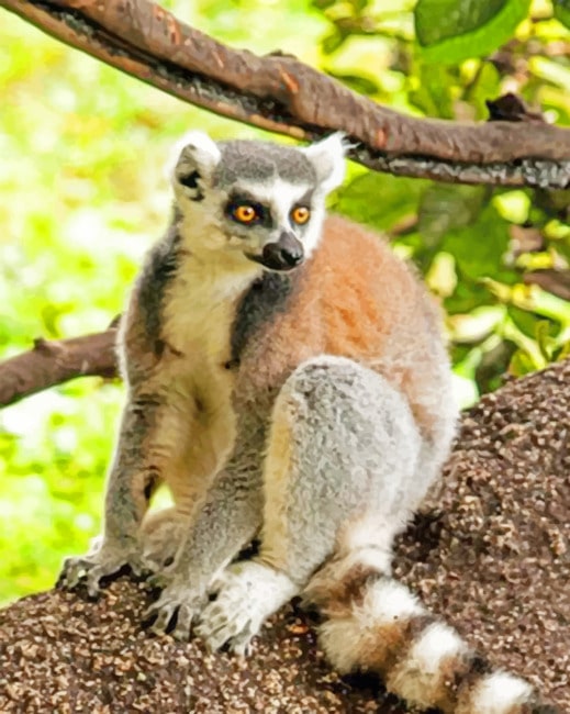 Raing Tailed Lemur Animal paint by numbes