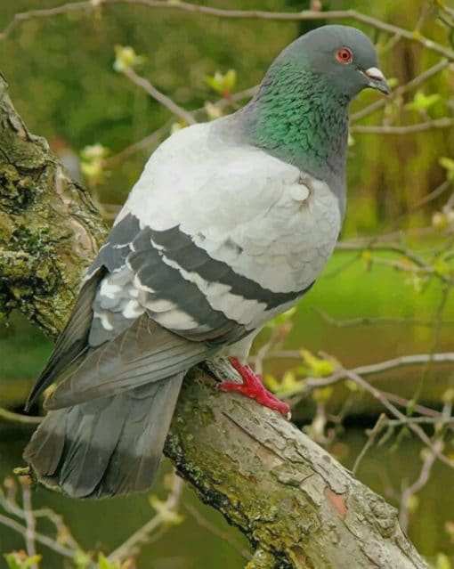 Rock Dove paint by numbers