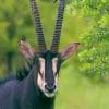 Sable Antelope paint by numbers