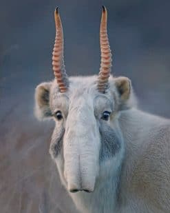 Saiga Antelope paint by numbers