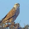 Saker Falcon paint by numbers