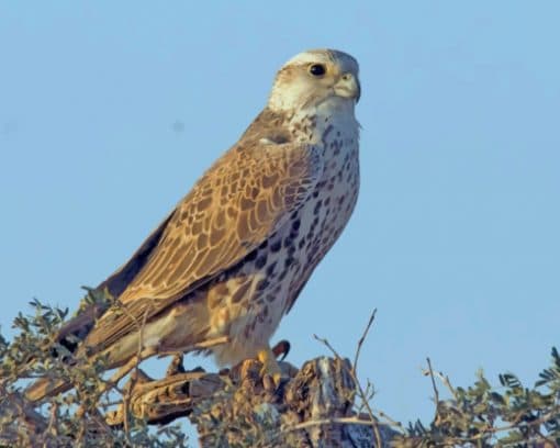 Saker Falcon paint by numbers