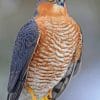 Sharp Shinned Hawk paint by numbers