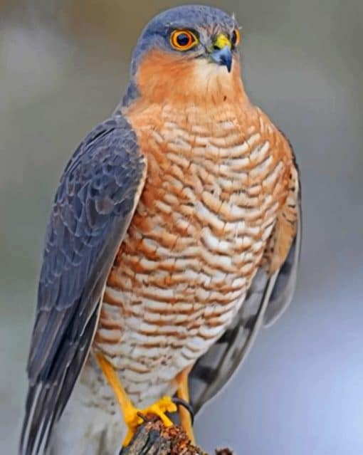 Sharp Shinned Hawk paint by numbers