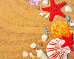Shells And Starfishes In Sand paint by number