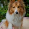 Sheltie paint by numbers