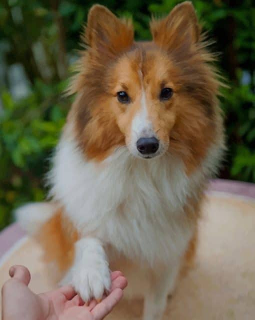 Sheltie paint by numbers