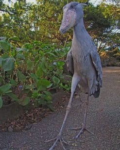 Shoebill paint by numbers