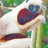 Sifakas Animal paint by numbers