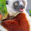 Sifakas paint by numbers