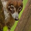 South American Coati Face paint by numbers