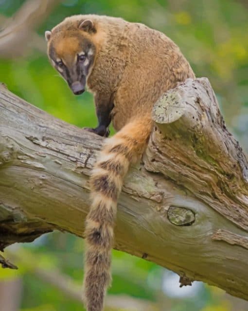 South American Coati paint by numbers