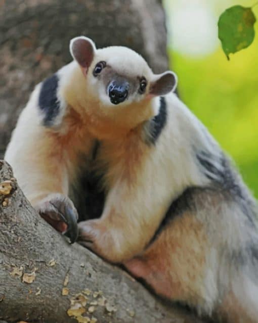 Southern Tamandua paint by numbers