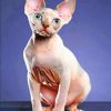 Sphynx Cat paint by numbers