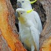Sulphur Crested Cockatoo painnt by numbers