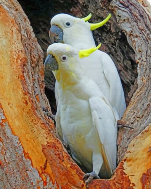 Sulphur Crested Cockatoo painnt by numbers