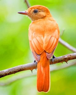 Summer Tanager paint by numbers