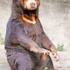 Sun Bear paint by numbers