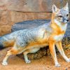 Swift Fox paint by numbers