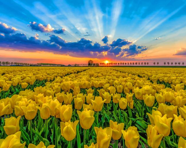 Tulips Field At Sunset paint by number