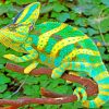 Veiled Chameleon paint by nnumbers