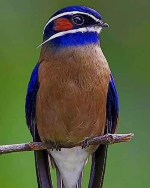 Whiskered Treeswift paint by numbers